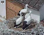 Capi_Dubne_20250706_124003.jpg