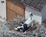 Capi_Dubne_20250706_124503.jpg