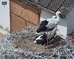 Capi_Dubne_20250706_125503.jpg