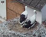 Capi_Dubne_20250706_130503.jpg