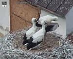 Capi_Dubne_20250706_131003.jpg