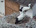 Capi_Dubne_20250706_131503.jpg