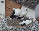 Capi_Dubne_20250706_132503.jpg
