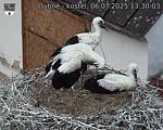 Capi_Dubne_20250706_133003.jpg