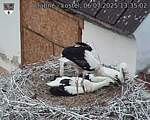 Capi_Dubne_20250706_133502.jpg