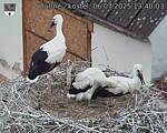 Capi_Dubne_20250706_134003.jpg