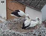 Capi_Dubne_20250706_134503.jpg