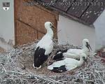 Capi_Dubne_20250706_135003.jpg