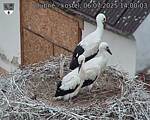 Capi_Dubne_20250706_140003.jpg