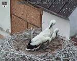 Capi_Dubne_20250706_140503.jpg
