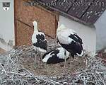 Capi_Dubne_20250706_141003.jpg