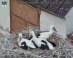 Capi_Dubne_20250706_141502.jpg