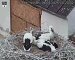 Capi_Dubne_20250706_142002.jpg