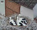 Capi_Dubne_20250706_143003.jpg