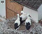 Capi_Dubne_20250706_145002.jpg