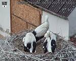 Capi_Dubne_20250706_145503.jpg