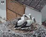 Capi_Dubne_20250706_150003.jpg