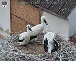 Capi_Dubne_20250706_151003.jpg