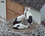 Capi_Dubne_20250706_151502.jpg