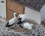 Capi_Dubne_20250706_152503.jpg