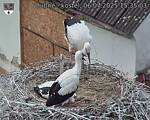 Capi_Dubne_20250706_153503.jpg