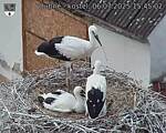 Capi_Dubne_20250706_154502.jpg