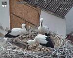 Capi_Dubne_20250706_155503.jpg