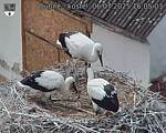 Capi_Dubne_20250706_160503.jpg