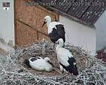 Capi_Dubne_20250706_161003.jpg