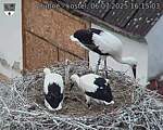 Capi_Dubne_20250706_161503.jpg