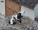 Capi_Dubne_20250706_162003.jpg