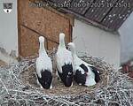 Capi_Dubne_20250706_162503.jpg