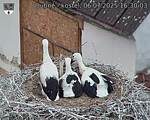 Capi_Dubne_20250706_163003.jpg