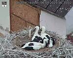 Capi_Dubne_20250706_163502.jpg