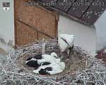 Capi_Dubne_20250706_164003.jpg