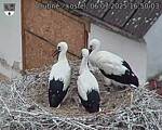 Capi_Dubne_20250706_165003.jpg