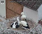 Capi_Dubne_20250706_165503.jpg