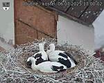 Capi_Dubne_20250706_170002.jpg