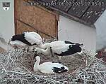 Capi_Dubne_20250706_170503.jpg