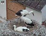 Capi_Dubne_20250706_171003.jpg