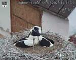 Capi_Dubne_20250706_171503.jpg