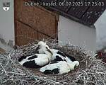 Capi_Dubne_20250706_172503.jpg