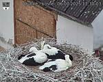 Capi_Dubne_20250706_173003.jpg