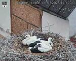 Capi_Dubne_20250706_174003.jpg