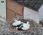 Capi_Dubne_20250706_174503.jpg