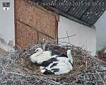 Capi_Dubne_20250706_180003.jpg