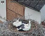 Capi_Dubne_20250706_180503.jpg