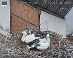 Capi_Dubne_20250706_181003.jpg