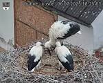 Capi_Dubne_20250706_182503.jpg