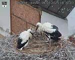 Capi_Dubne_20250706_183003.jpg